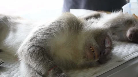 Monkey Steriliation project number 10 Stock Footage 138850287