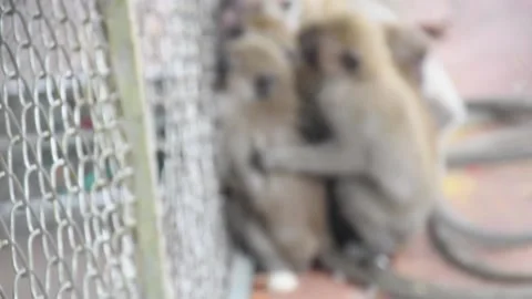 Monkey Steriliation project number 2 Stock Footage 138850297