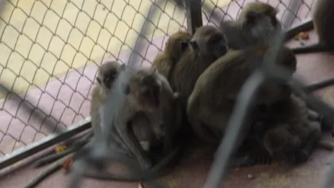 Monkey Steriliation project number 3 Stock Footage 138850295