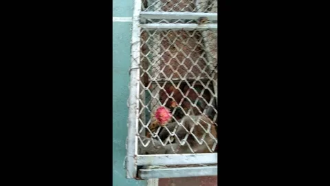 Monkey Steriliation project number 4 Stock Footage 138850350