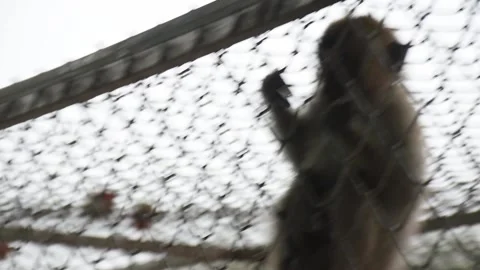 Monkey Steriliation project number 5 Stock Footage 138850344