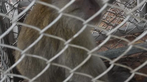 Monkey Steriliation project number 6 Stock Footage 138850593