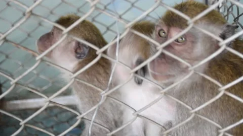 Monkey Steriliation project number 7 Stock Footage 138850539