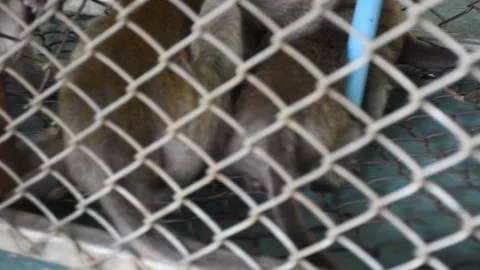 Monkey Steriliation project number 8 Stock Footage 138850594