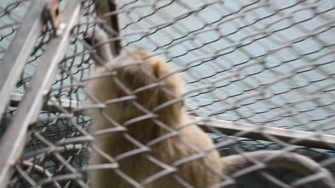 Monkey Steriliation project number 9 Stock Footage 138850630