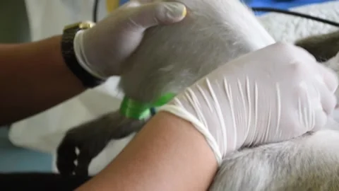 Monkey sterilization in Thailand number1 Stock Footage 138973942