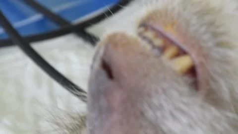 Monkey sterilization in Thailand number2 Stock Footage 138973941