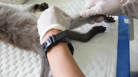 Monkey sterilization in Thailand number3 Stock Footage 138973949