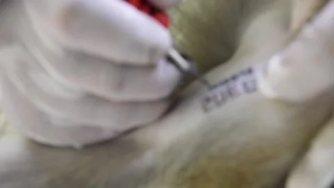 Monkey sterilization in Thailand number4 Stock Footage 138973951