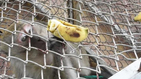 Monkey sterilization in Thailand number5 Stock Footage 138973962