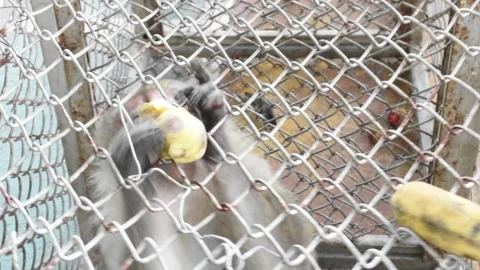 Monkey sterilization in Thailand number6 Stock Footage 138973968