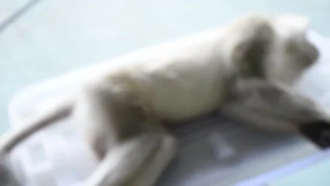 Monkey sterilzation number 6 Stock Footage 138911181