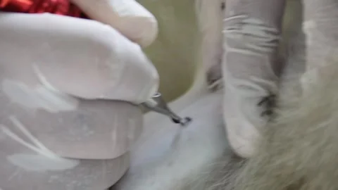 Monkey sterilzation number 7 Stock Footage 138911183