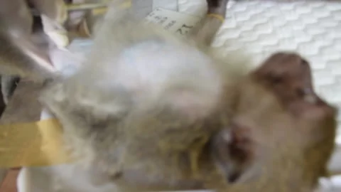 Monkey sterilzation number 8 Stock Footage 138911184