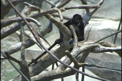 Monkey With Stick Stock Footage 297930