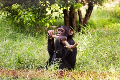 Monkey with stick Stock Photos