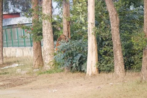 A monkey sticking to a tree low height - weird animal behaviour concept. Stock Photos