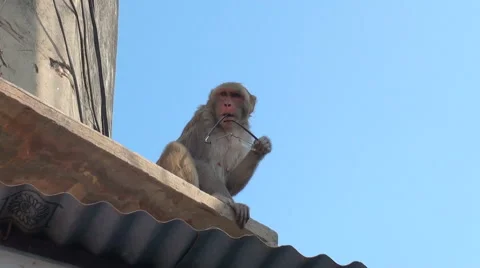 Monkey with the stolen glasses Stock Footage 68188132
