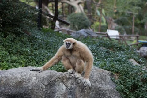 Monkey on a stone Stock Photos