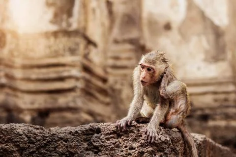 Monkey on stone. Stock Photos