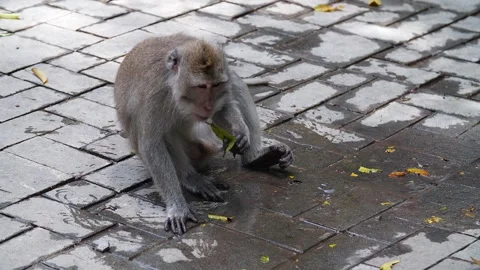 Monkey in the streets 32 Stock Footage 260181008