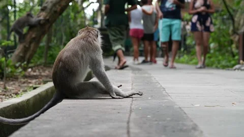 Monkey in the streets 44 Stock Footage 260181009
