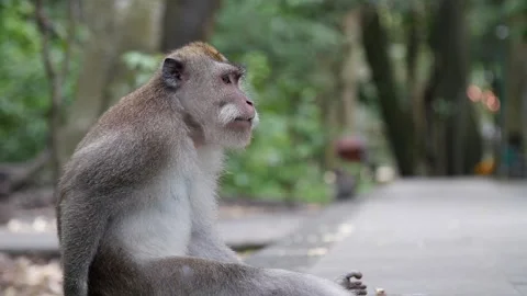 Monkey in the streets 46 Stock Footage 260181012