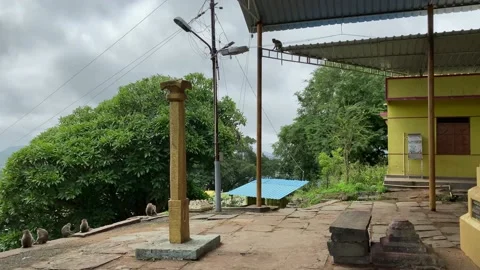 Monkey stuck on electric wire Vídeos de archivo 158942294