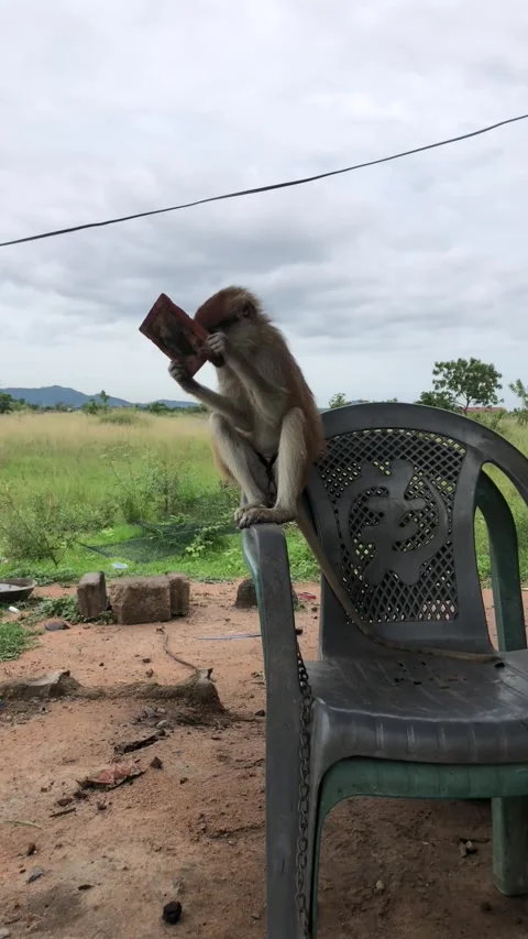 Monkey study holding and playing with mirror , June 15,2025. Accra Ghana Stock Footage 312971866