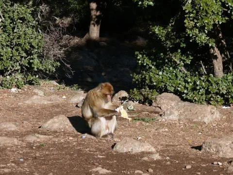 Monkey studying an object in Atlas mountains Fotos Stock