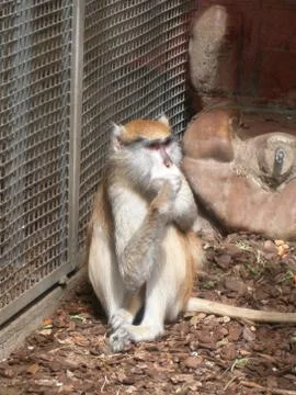 Monkey Sucking Thumb 写真素材