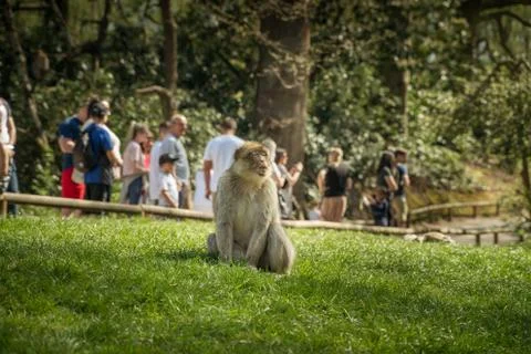 Monkey sunbathing Foto stock