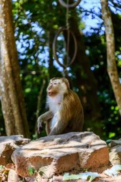 Monkey at sunny day at Monkey Hill Stock Photos