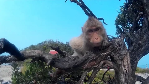 The monkey is surprised and look at the camera Stock Footage 86486047