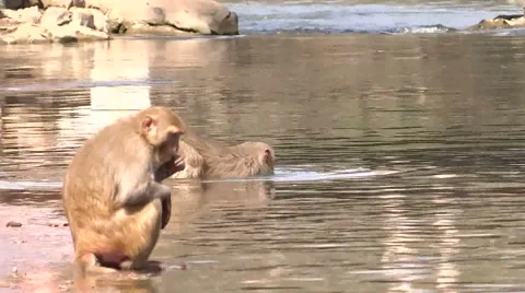 The monkey is swimming in the river/Swimmer monkey 스톡 동영상 42139038