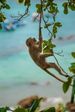 Monkey swing from the tree Crab-eating macaque Macaca fascicularis also known Stock Photos