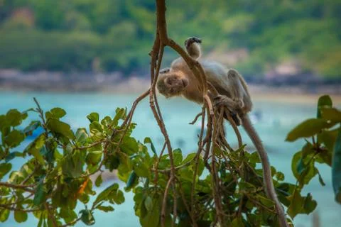 Monkey swing from the tree Crab-eating macaque Macaca fascicularis also known Stock Photos