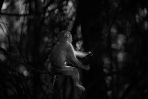 Monkey swining from vine Stock Photos