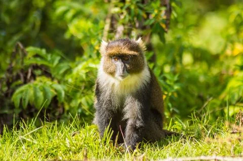 Monkey Sykes Cercopithecus frontalis sitting Stock Photos