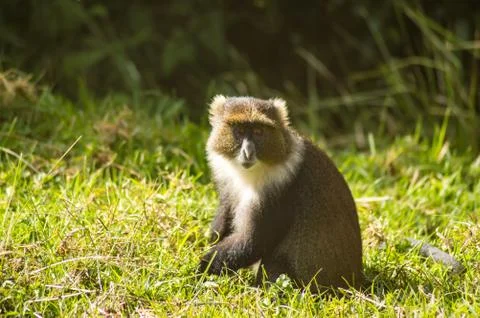 Monkey Sykes Cercopithecus frontalis sitting Foto stock