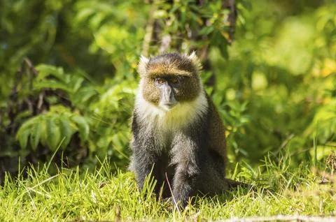 Monkey Sykes Cercopithecus frontalis sitting on the grass in Aberdare National Stock Photos