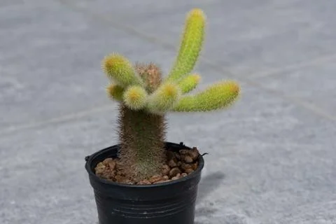 Monkey tail cactus in flower pot Stock Photos