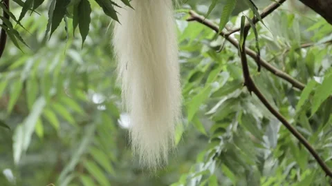 Monkey Tail in Forest Trees in Africa, Black and White Colobus Monkeys in Stock Footage 298209423