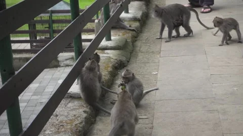 Monkey Takes Away from the Other Monkey Fruit that Keeps the Mouth. Slow Motion Stock Footage 67253612