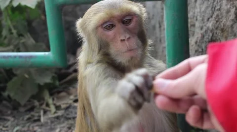 Monkey takes a nut from my hand and eats Stock Footage 58911611