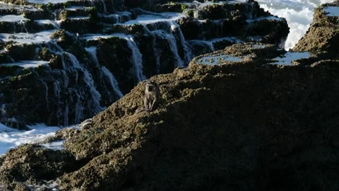 Monkey takes refuge on beachfront rock Stock Footage 136481874