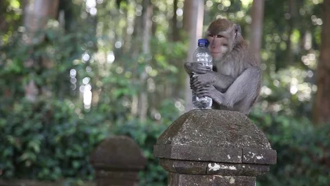 Monkey Takes Wrapper Off Water Bottle - Bali, Indonesia Video stock 84291868