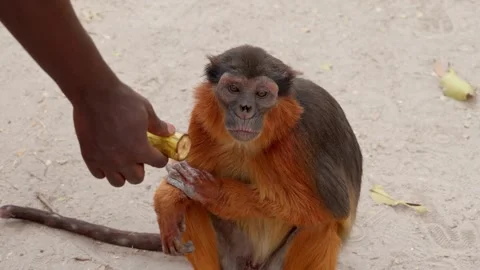 A monkey taking a banana from the side Stock Footage 304397838