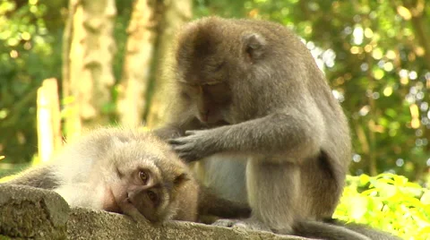 Monkey taking care of his mate at the Monkey Forest in Bali Stock Footage 41380262