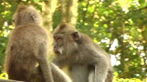 Monkey taking care of his mate at the Monkey Forest in Bali Stock Footage 41380269
